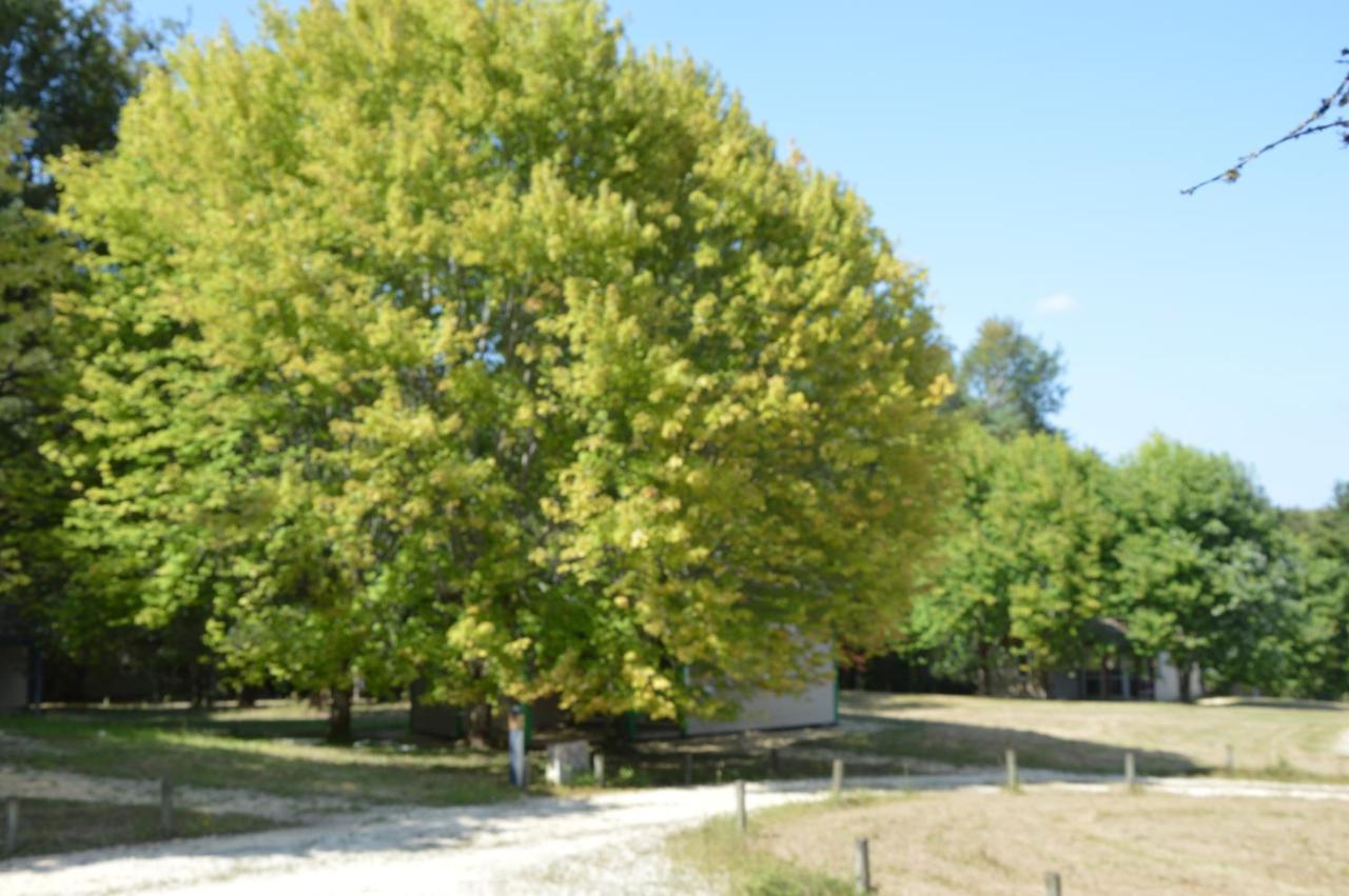La Foret Enchantee Cornille  Luaran gambar